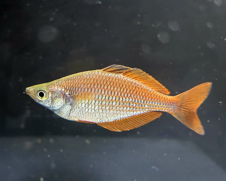 Lake Kurumoi Rainbow ~ 7-8cm